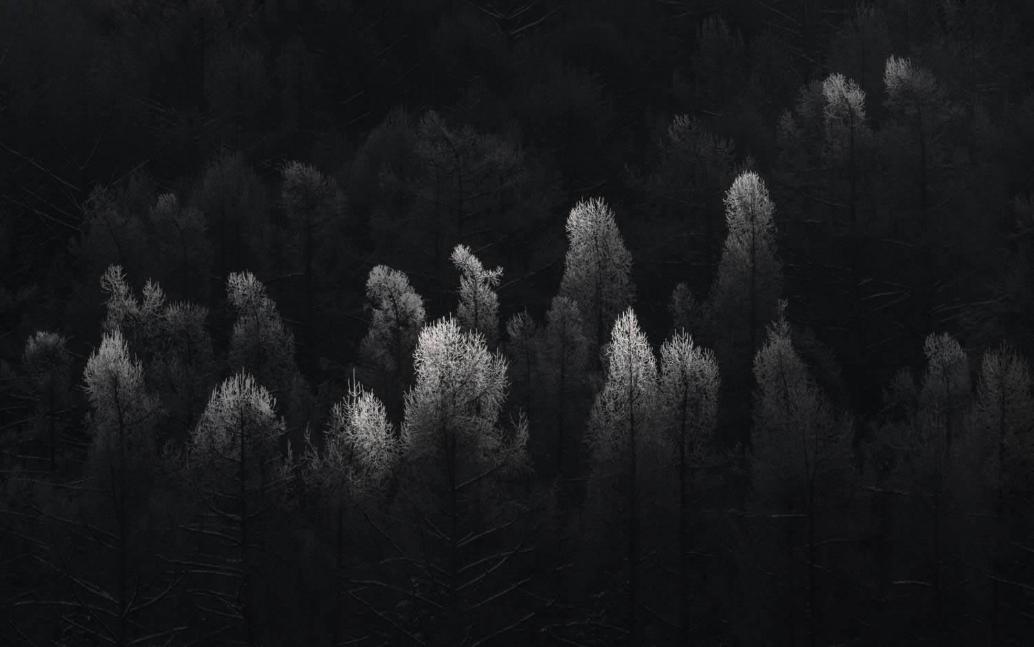 © Xuan-Hui Ng