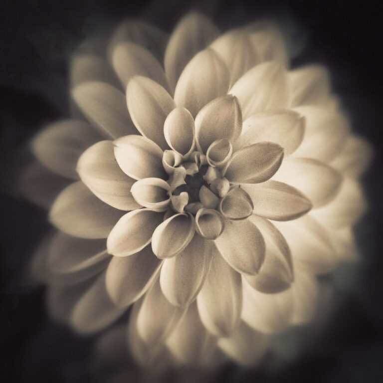 © Shelley Vandegrift