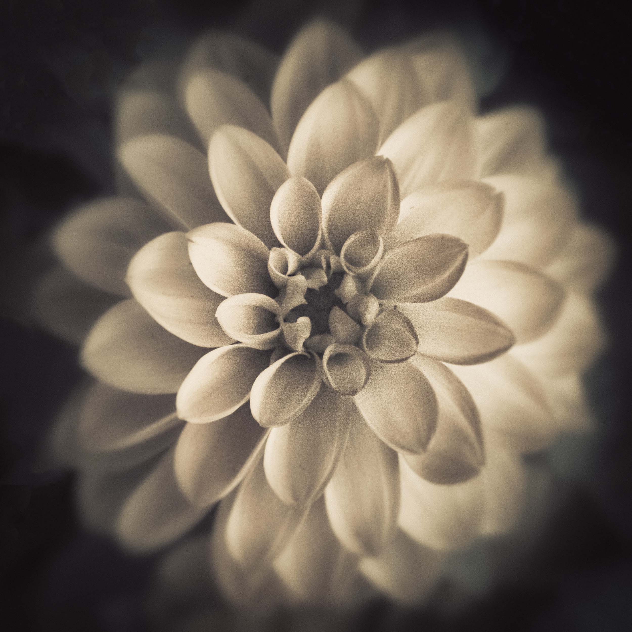 © Shelley Vandegrift
