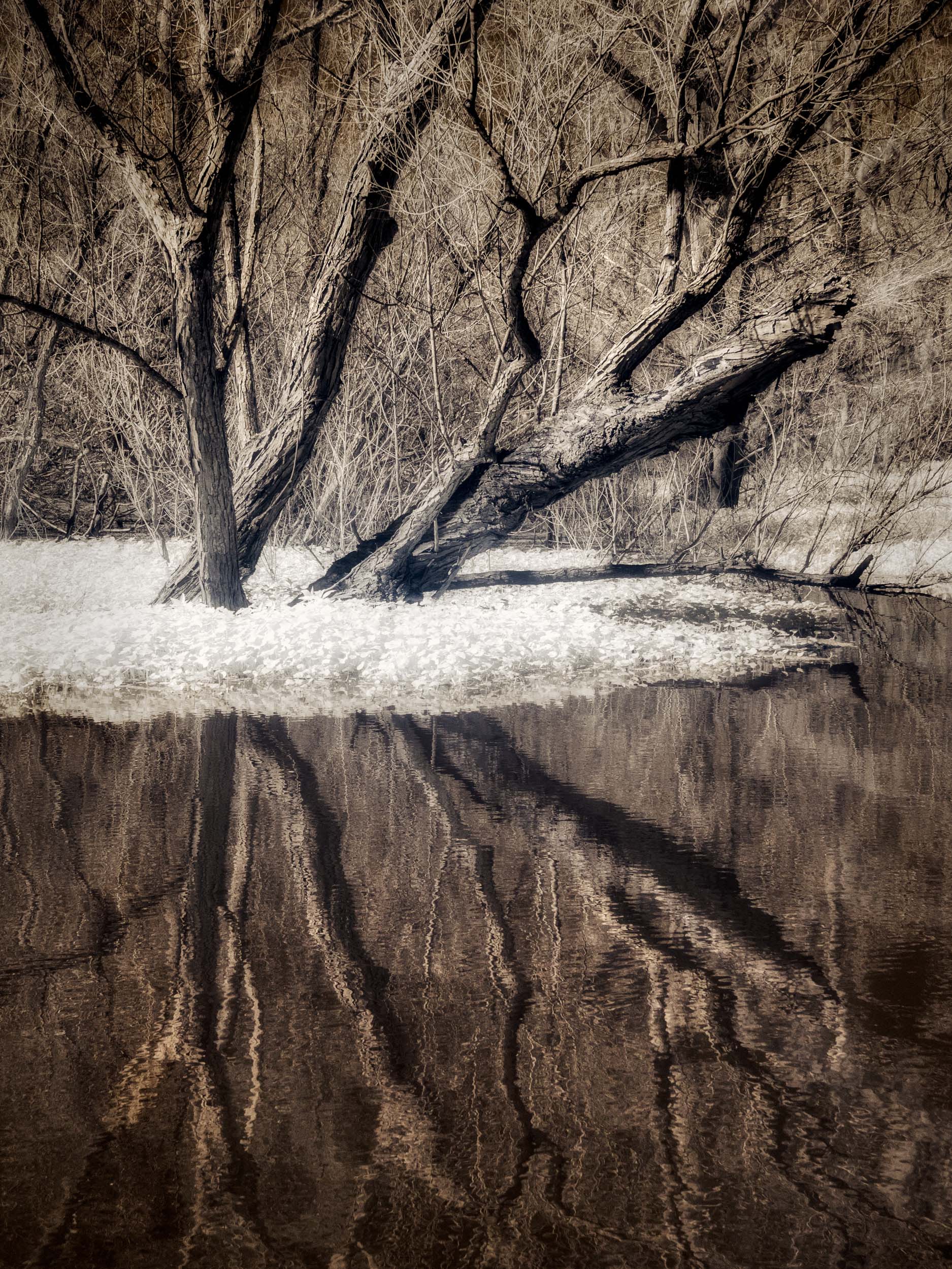 © Shelley Vandegrift