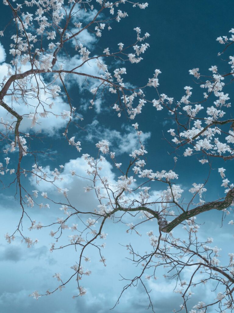 © Shelley Vandegrift