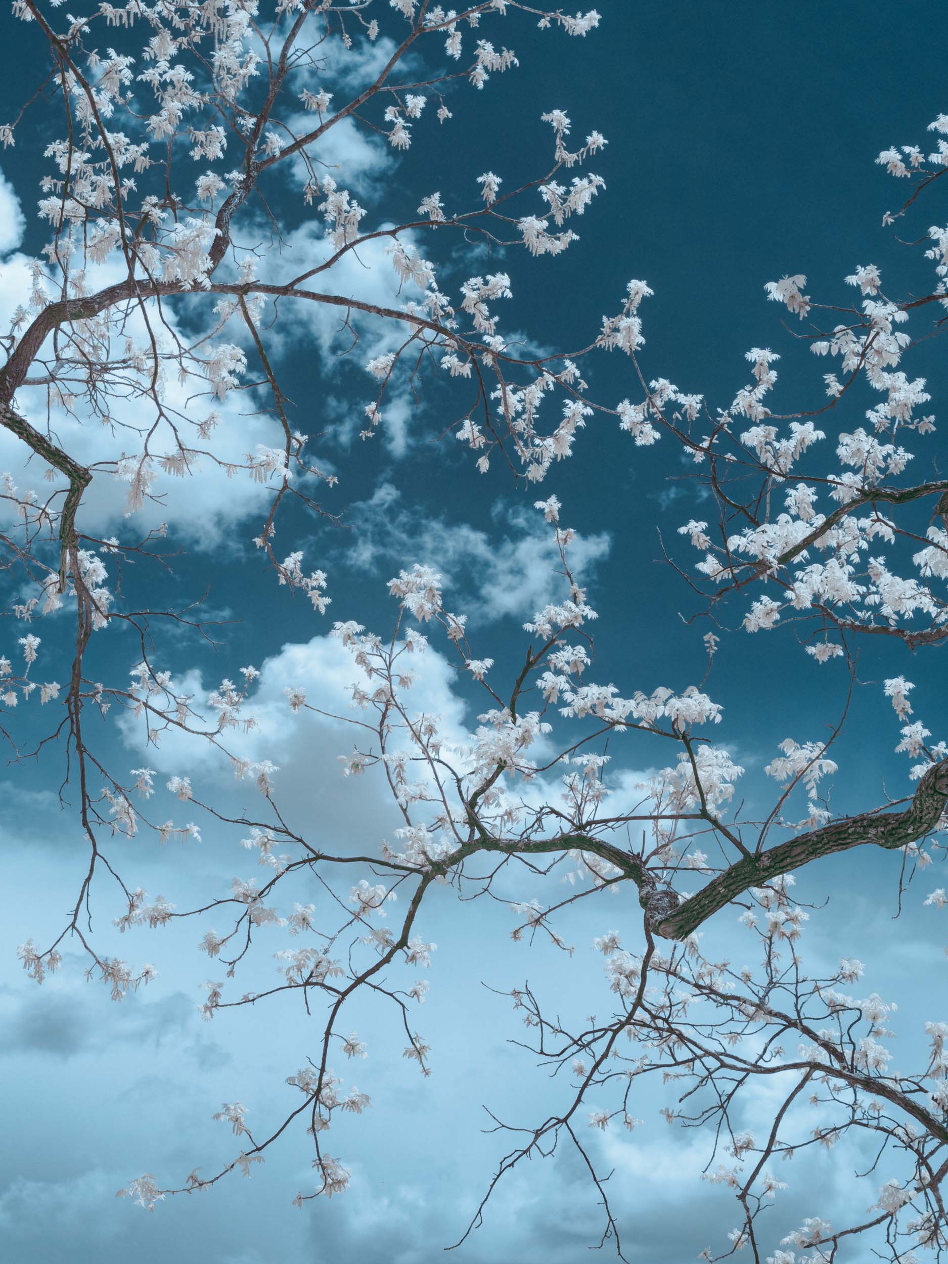 © Shelley Vandegrift