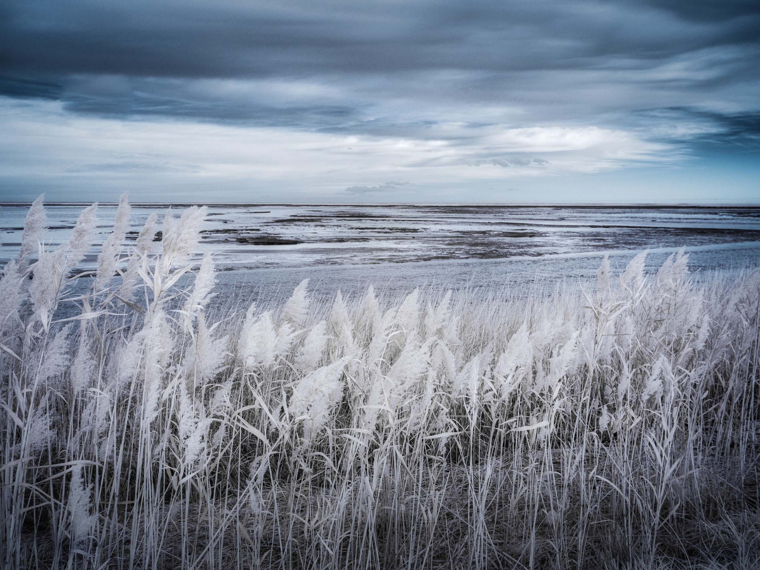 © Shelley Vandegrift