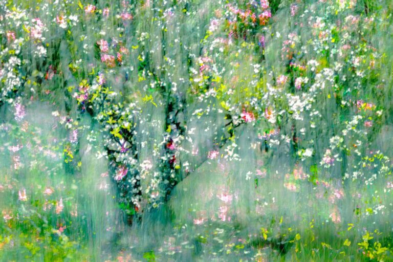 © Renee Lynn
