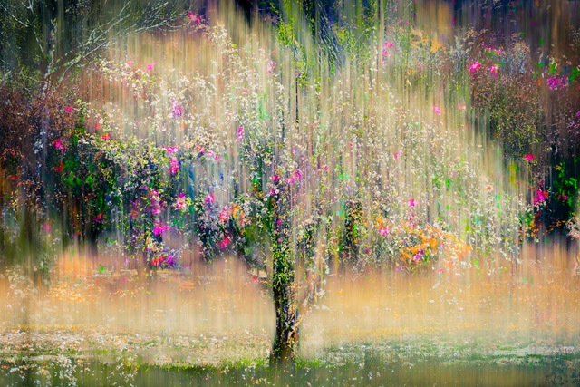 © Renee Lynn