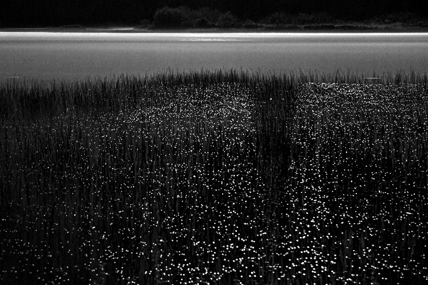 © Eddie Soloway
