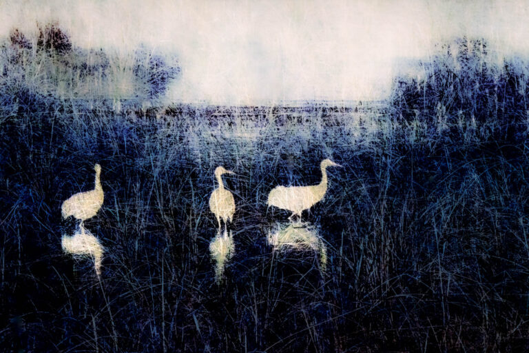 © Renee Lynn