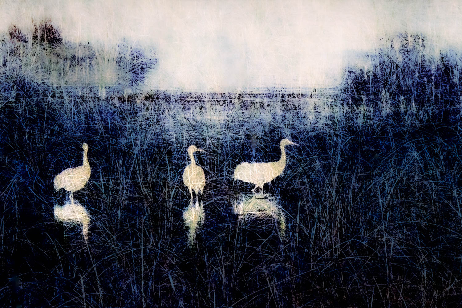 © Renee Lynn