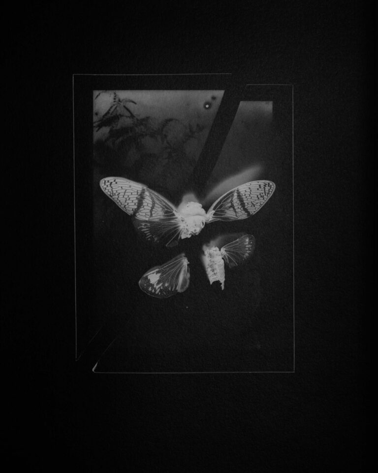 © Brianna Tadeo