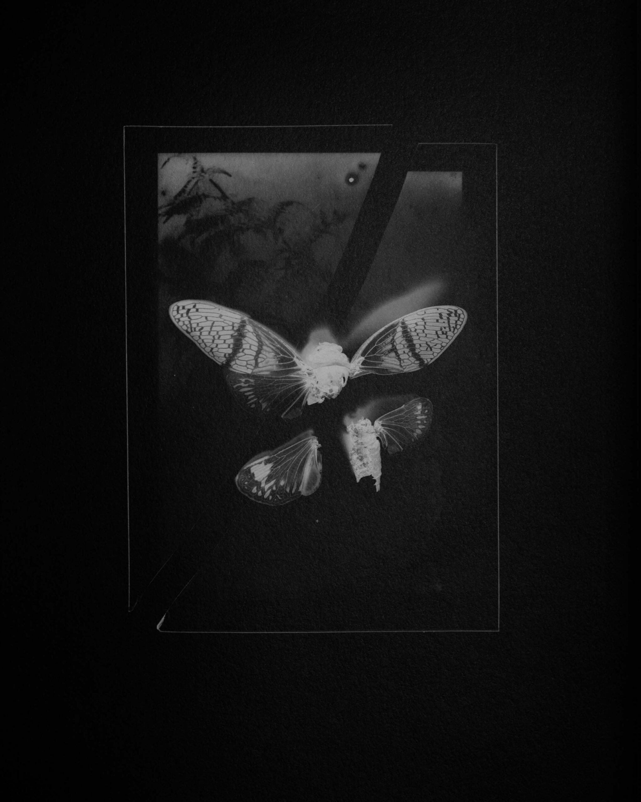© Brianna Tadeo