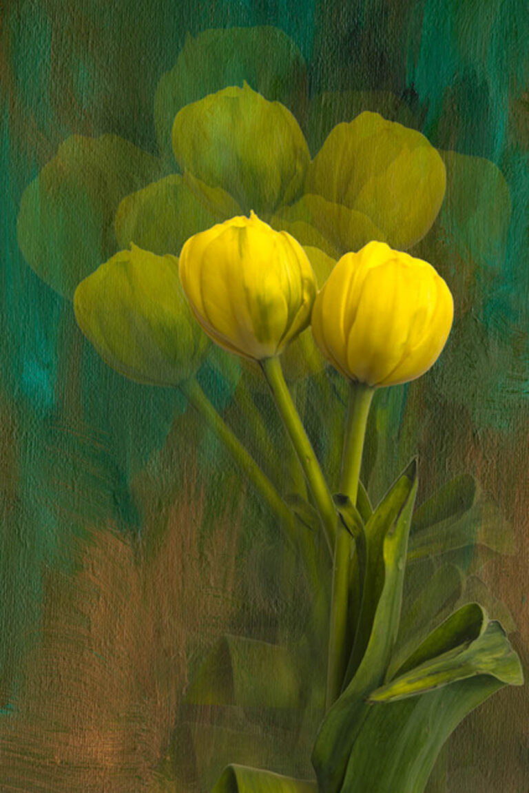 © Shelley Vandegrift
