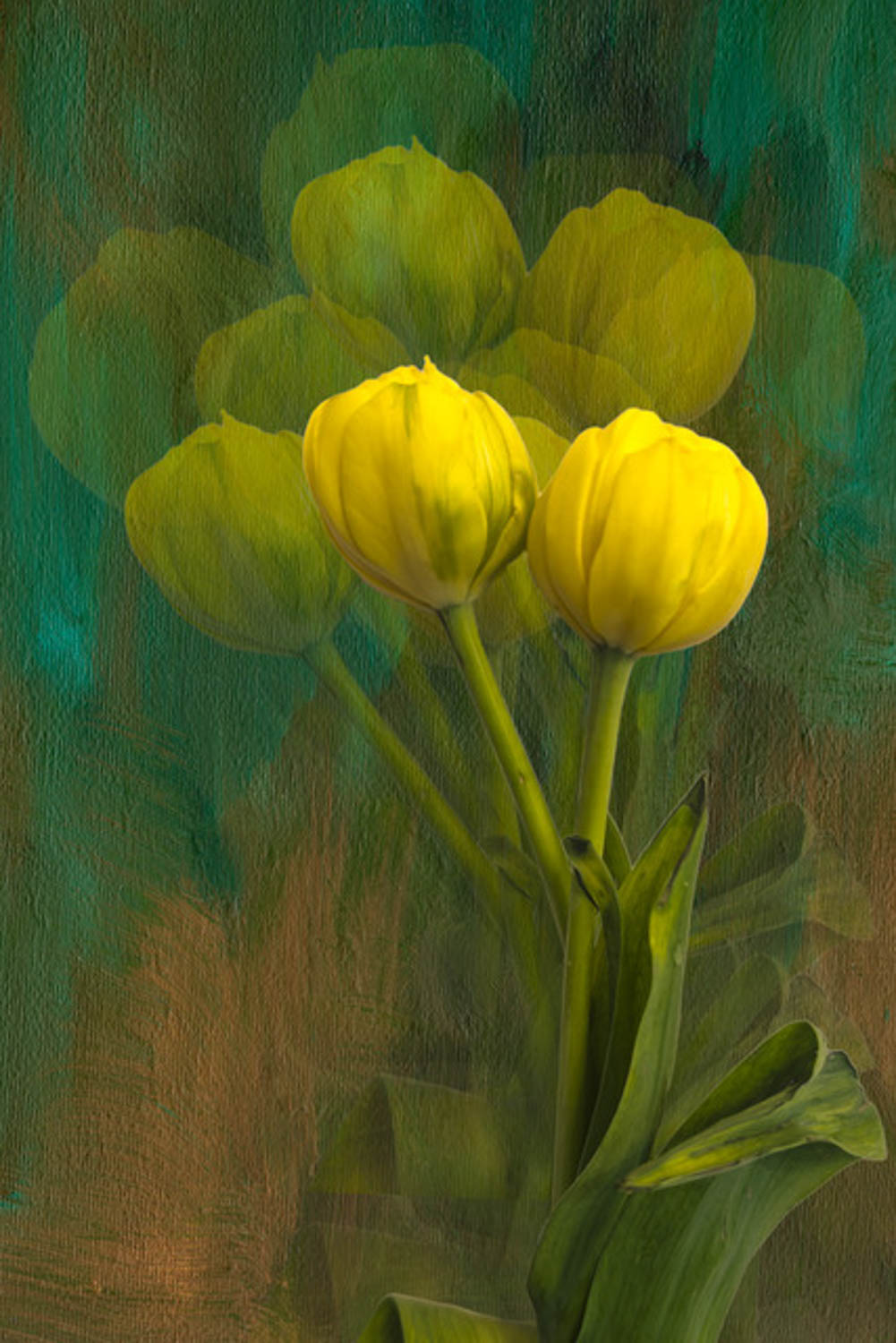 © Shelley Vandegrift