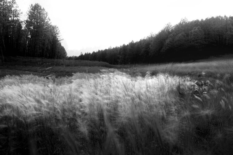 © Sophia Wasteneys