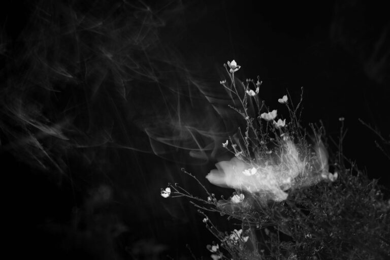 © Sophia Wasteneys
