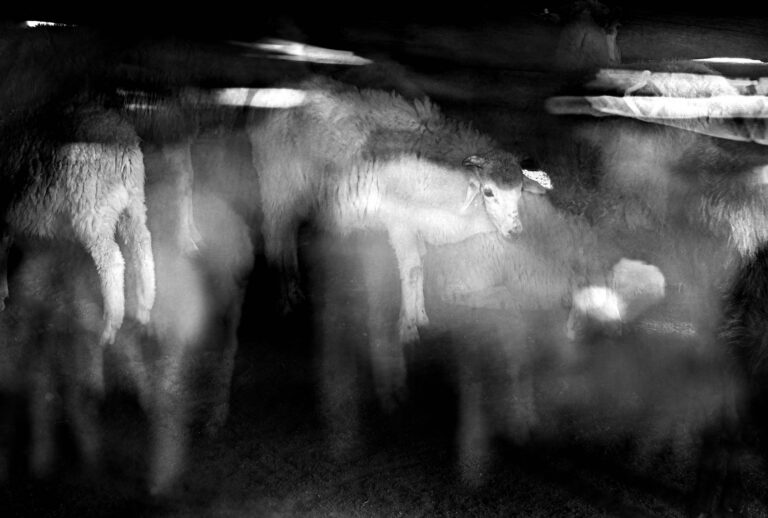 © Sophia Wasteneys