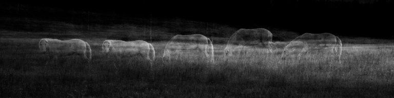 © Sophia Wasteneys