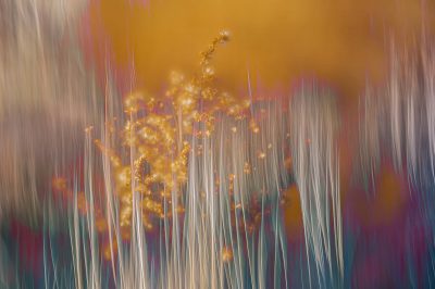 © Stephanie Johnson
