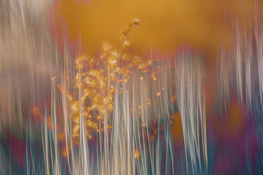 © Stephanie Johnson