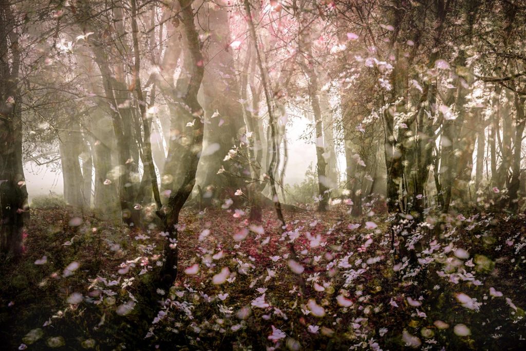 © Valda Bailey