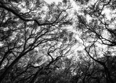 © Lee Anne White