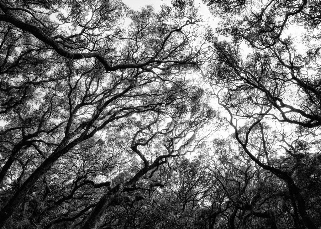 © Lee Anne White