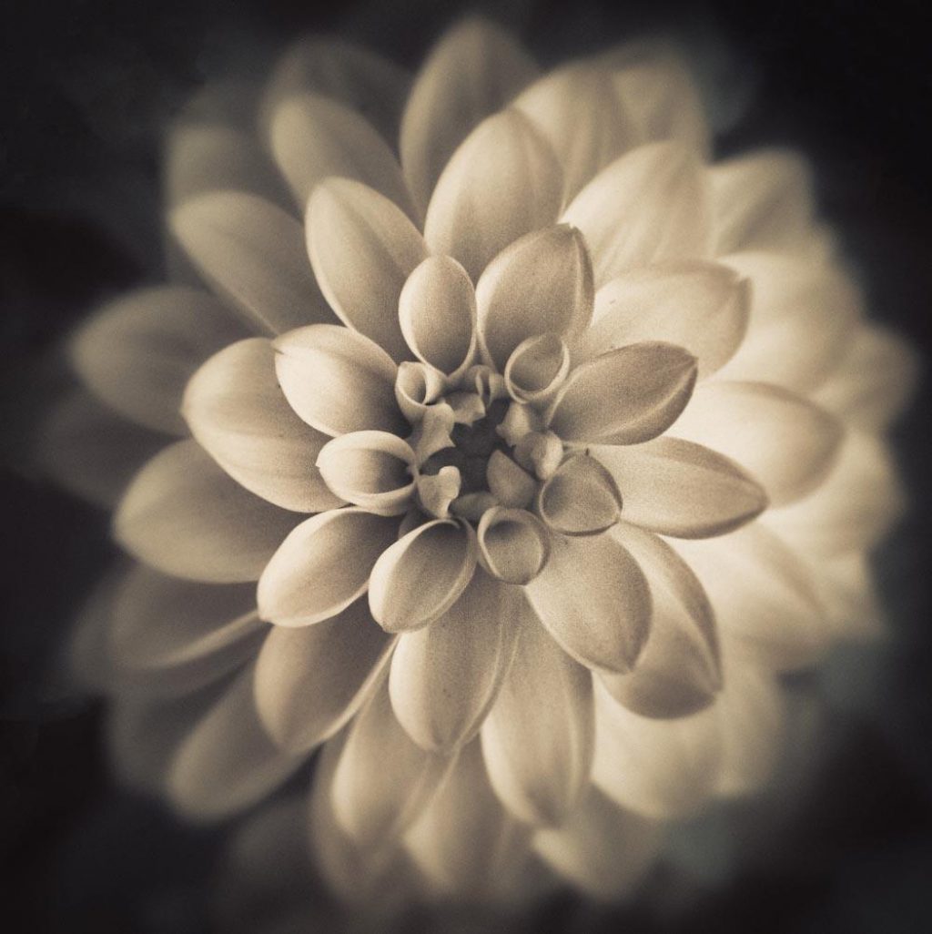 © Shelley Vandegrift