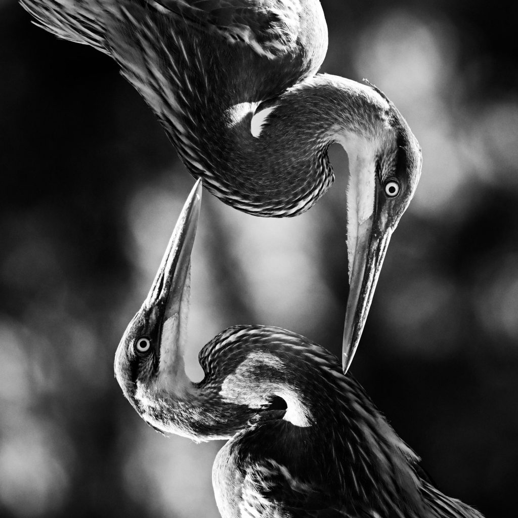 © Kristi Odom