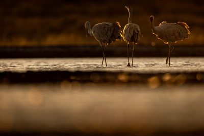 © Christina Selby