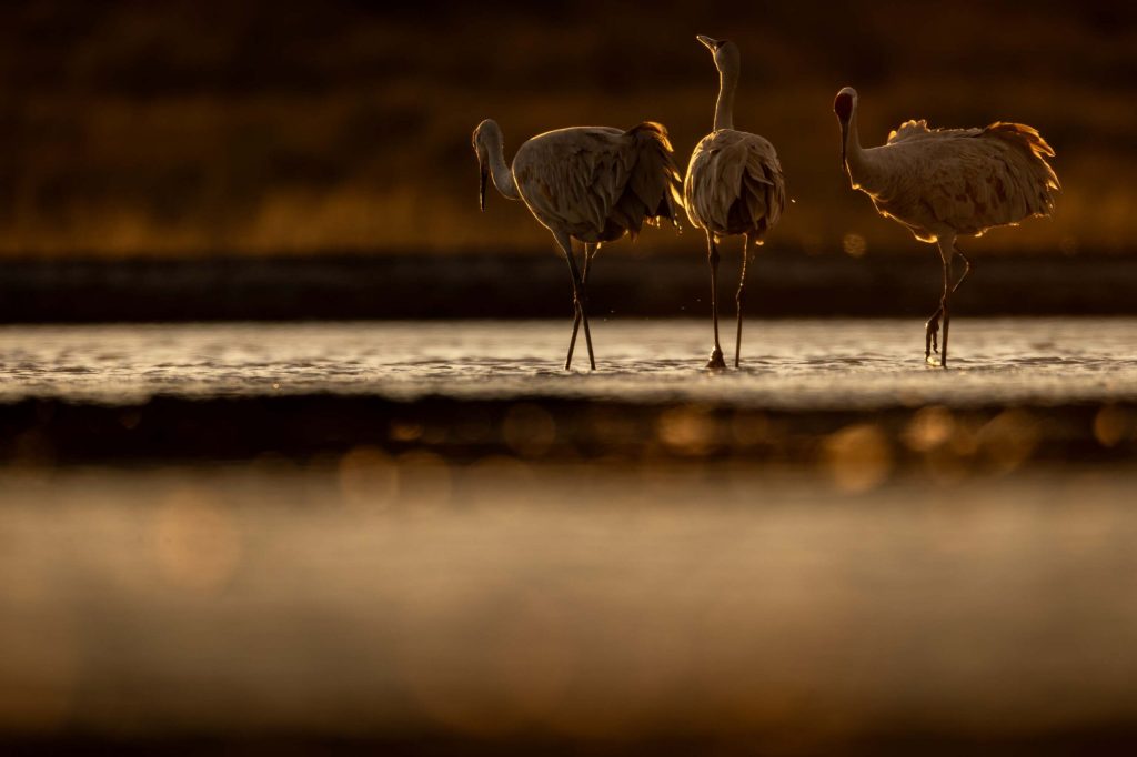 © Christina Selby
