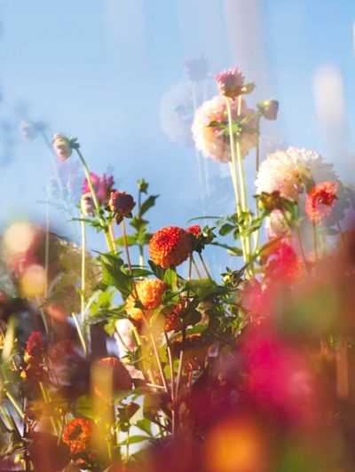 © Julie Wang