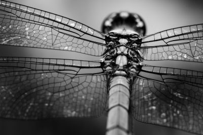 © Kristi Odom