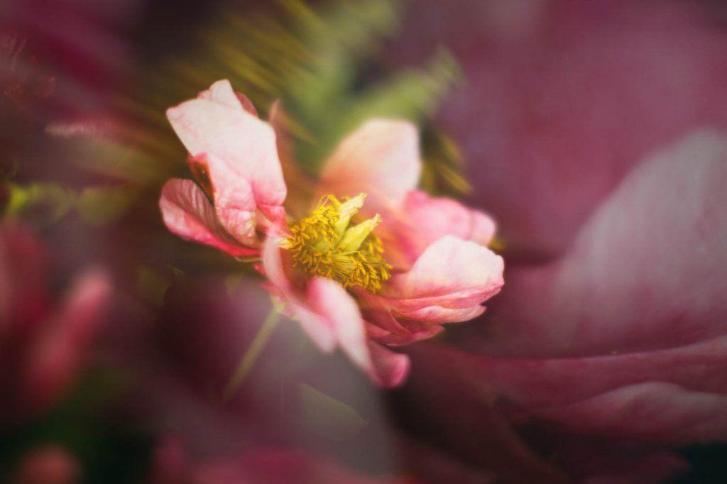 ©  Leanne Trivett S.