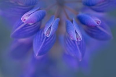 © Kathleen Clemons