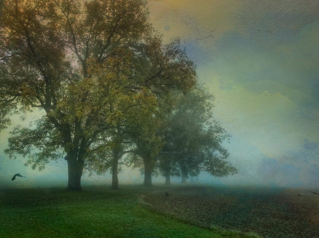 © Sue Bloom